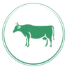 Grass-fed Gir Cows